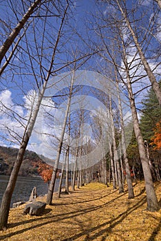 Namisum Island South Korea maple tree