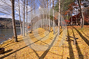 Namisum Island South Korea maple tree