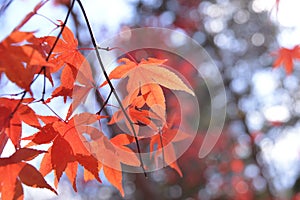 Namisum Island South Korea maple tree