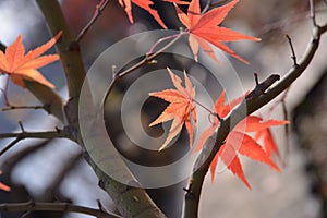 Namisum Island South Korea maple tree