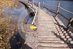 Namisum Island South Korea maple wooden path