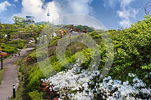 Namsan Park in spring It\'s daytime and there\'s Namsan Mountain in the background