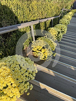 Namsan park with yellow flowers blooming