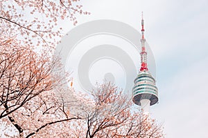 Namsan Seoul tower with cherry blossoms in Seoul, Korea