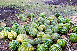 Namy ripe watermelons lie on the ground