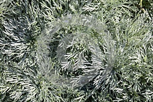 Nana Artemisia Schmitidiana for perennial herbaceous garden and sunny foliage