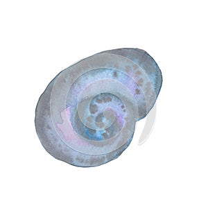 Nana donovani sea ocean shell composition watercolor illustration isolated on white background base for printing on photo
