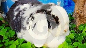 Nana rabbit photo