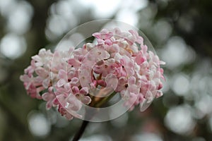 Nana Variegata