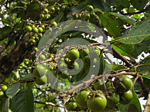 Nance Fruit Tree (Byrsonima Crassifolia)