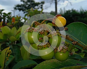 Nance, tropical fruit