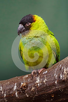 Nanday conure