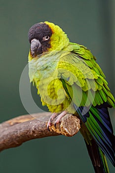 Nanday conure