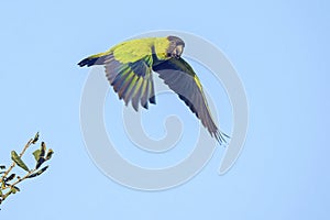 Nanday Conure In Flight