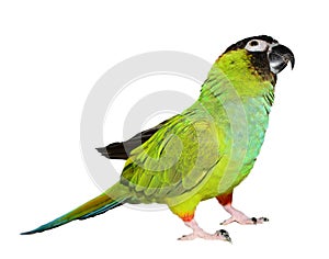 Nanday Conure