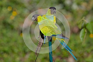 Nanday Conures