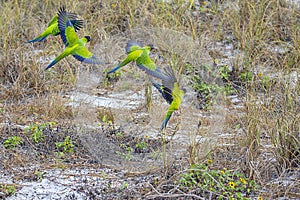 Nanday Conures Taking Flight From A Sandy Grass Field