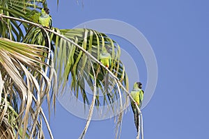 Nanday Conures
