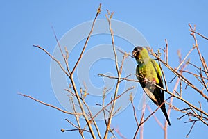 Nanday Parakeet, Aratinga Nenday, also known as the Black-hooded Parakeet or Nanday Conure, Pantanal, Brazil