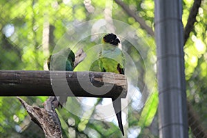 Nanday parakeet (Aratinga nenday) in a aviary photo