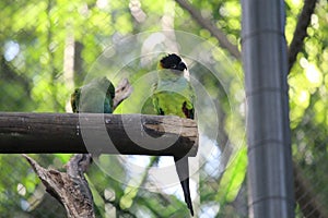 Nanday parakeet (Aratinga nenday) in a aviary photo