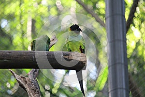 Nanday parakeet (Aratinga nenday) in a aviary photo
