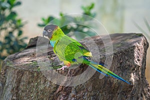 Nanday parakeet bird