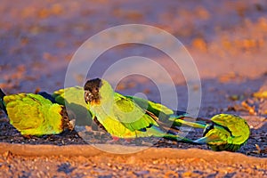 Nanday Parakeets, Aratinga Nenday, also known as the Black-hooded Parakeets or Nanday Conure, Pantanal, Brazil