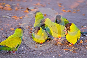 Nanday Parakeets, Aratinga Nenday, also known as the Black-hooded Parakeets or Nanday Conure, Pantanal, Brazil