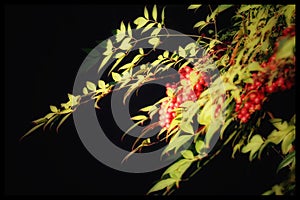 Nandina with Berries (Heavenly Bamboo)