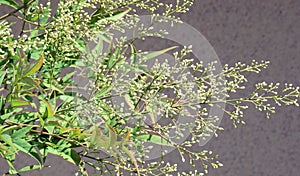 Flowers of Sacred Bamboo or Nandina domestica