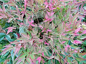 Nandina domestica `Obsessed` photo