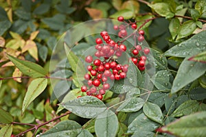 Nandina domestica shrub