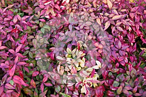 Nandina Foliage