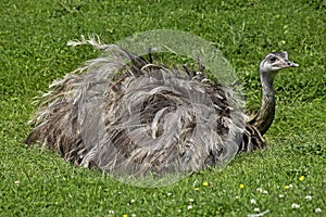 NANDOU AMERICAIN rhea americana