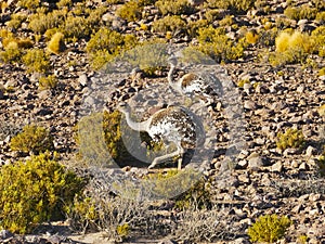 Nandu de Magallanes Rhea pennata - ostrich in Eduardo Avaroa Andean National Wildlife Reserve, Bolivia, South America