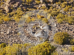 Nandu de Magallanes Rhea pennata - ostrich in Eduardo Avaroa Andean National Wildlife Reserve, Bolivia, South America