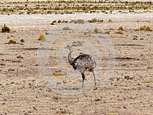 Nandu de Magallanes Rhea pennata - ostrich in Eduardo Avaroa Andean National Wildlife Reserve photo