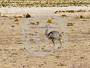 Nandu de Magallanes Rhea pennata - ostrich in Eduardo Avaroa Andean National Wildlife Reserve photo