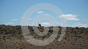 Nandu mother with her chicks walking through Patagonia