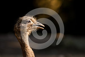 Nandu ostrich bird in the zoo