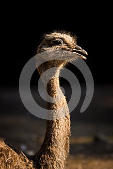 Nandu ostrich bird in the zoo