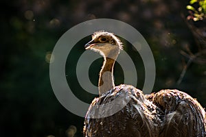 Nandu ostrich bird in the zoo