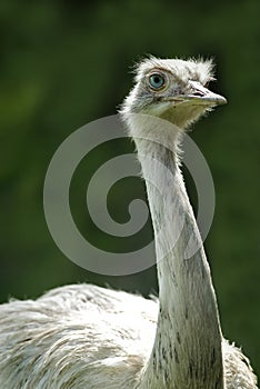 Nandu (Rhea americana)