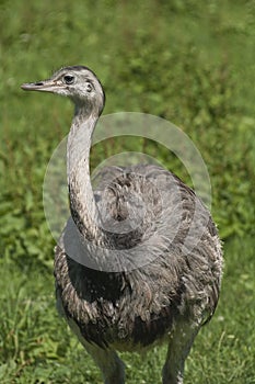 Nandu, Rhea americana photo