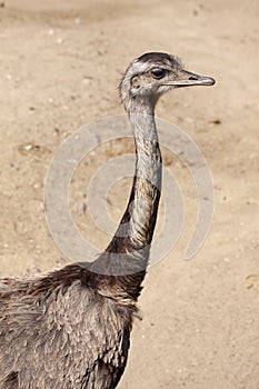 Nandu or Rheas native to South America, distantly related to the ostrich and emu. Close up image of head and neck