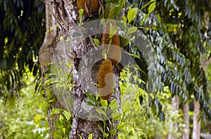 Nangka, Jack fruit (Artocarpus heterophyllus) on the tree, in shallow focus