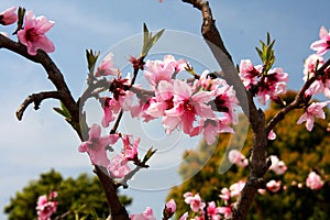 Nanhui Peach Blossom Village,Shanghai,China