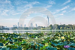Nanjing skyline and lotus photo