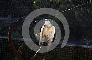 Nankeen Kestrel (Falco cenchroides) at a Wildlife Park